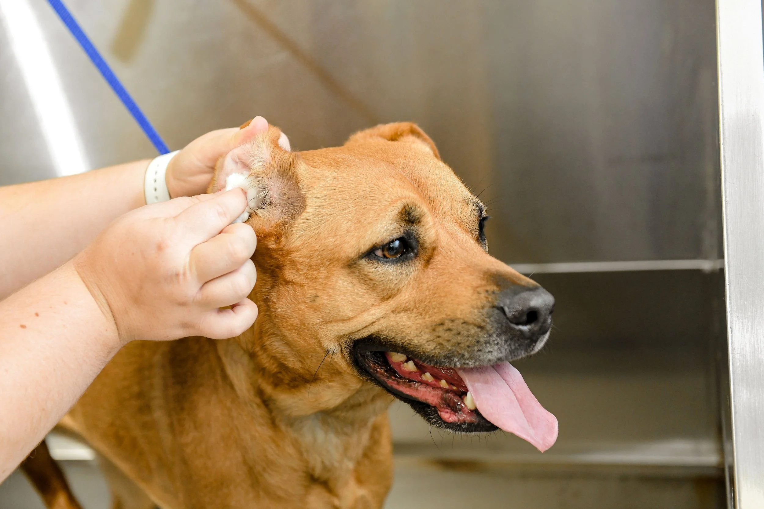 Dog ear top wash for yeast